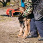 How to Train Your Dog to Bring the Ball Back Step-by-step guide on teaching your dog to retrieve and return a ball
