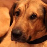 How Do You Train Your Dog to Stay in Yard Suggested alt text: 'Learn effective techniques for training your dog to stay in the yard.'