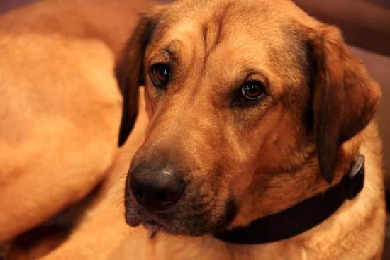 Suggested alt text: 'Learn effective techniques for training your dog to stay in the yard.'