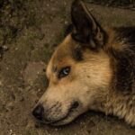 How to Train Your Dog Not to Bite Strangers Learn effective techniques to teach your dog to avoid biting strangers using positive reinforcement
