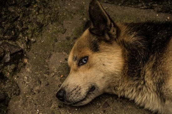 Learn effective techniques to teach your dog to avoid biting strangers using positive reinforcement