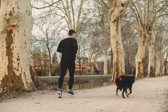 Step-by-step guide: Training your dog to avoid jumping on the couch