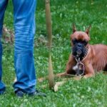 How to Train a Dog to Know Its Name Step-by-step guide: How to Train a Dog to Know Its Name quickly and effectively!