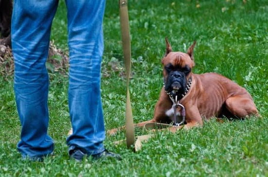 Step-by-step guide: How to Train a Dog to Know Its Name quickly and effectively!