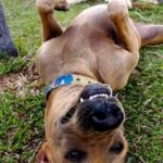 How to Train Your Dog to Walk on the Leash Step-by-step guide on how to train your dog to walk on the leash effortlessly