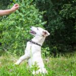 A step-by-step guide on how to sell dog training products and services effectively