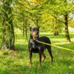 Can You Train a Dog Not to Attack Other Dogs Suggested alt text: Training a dog to refrain from attacking other dogs is possible through proper guidance and socialization