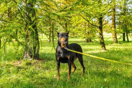 Suggested alt text: Training a dog to refrain from attacking other dogs is possible through proper guidance and socialization