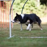 How to Potty Train My Rescue Dog Step-by-step guide on how to potty train my rescue dog quickly and effectively