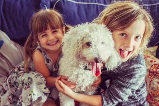 Efficiently potty train Shih Tzu dogs: expert tips, tricks, and proven techniques