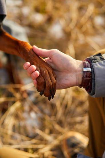 Step-by-step guide on potty training an older male dog to help you achieve success