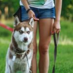 How Do You Train a Diabetic Service Dog How to train a diabetic service dog: Step-by-step guide for effective training