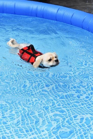 Step-by-step guide on teaching your dog to defecate in a designated area