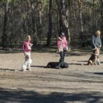 Step-by-step guide on how to train your dog yourself without professional help