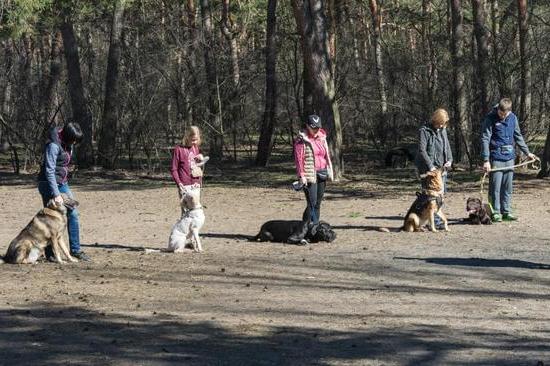 Step-by-step guide on how to train your dog yourself without professional help