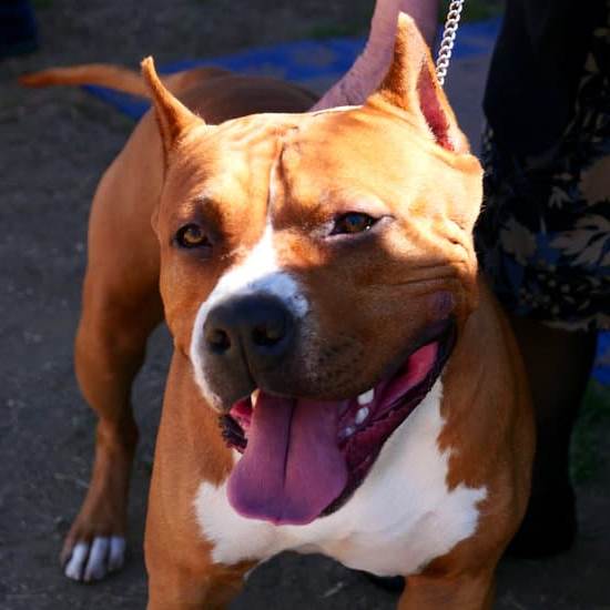 How Do I Train My Dog to Stay Home Alone 1 Guide to teaching dogs to stay home alone: expert tips for training your furry friend