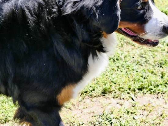 Price estimate for a highly trained cattle dog and factors that can affect the cost