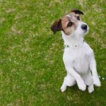 How to Train a Dog to Pee Inside and Outside Complete Guide: Training a Dog to Pee Inside and Outside with Effective Techniques