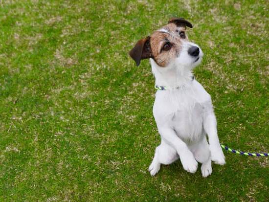 How to Train a Dog to Pee Inside and Outside 1 Complete Guide: Training a Dog to Pee Inside and Outside with Effective Techniques