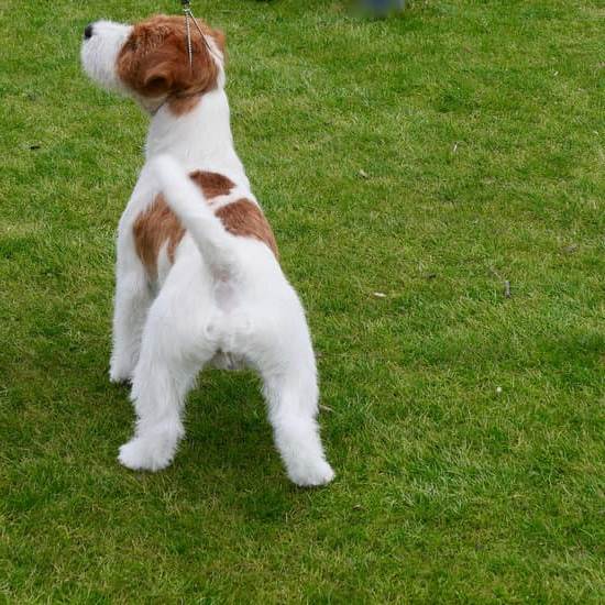 How old is too old to train a coon dog? Find out the optimal age for training!