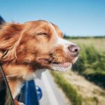 How to Train Your Dog to Stop Barking for Attention How to train your dog to stop barking for attention with effective techniques