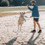 How Did They Train the Dog for Air Bud Insight into the impressive training techniques used to teach the incredible Air Bud dog