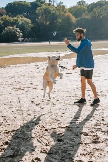 Insight into the impressive training techniques used to teach the incredible Air Bud dog