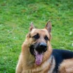 Can Dogs Be Trained to Find Morels Suggesting dog training methods to improve their ability in finding morels