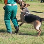How to Train Your Dog Play Dead Alt text suggestion: Step-by-step guide: How to train your dog to play dead, with simple techniques