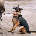 Step-by-step guide on how to train a dog like a police dog