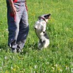 How to Potty Train a Chihuahua Dog Step-by-step guide on how to potty train a Chihuahua dog, ensuring a stress-free process