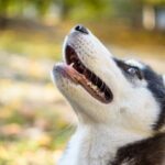 Can You House Train a 1 Year Old Dog Suggested alt text: 'Tips for house training a 1-year-old dog - find effective methods and strategies.'
