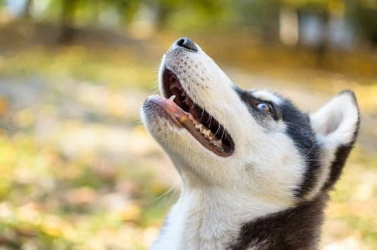 Can You House Train a 1 Year Old Dog 1 Suggested alt text: 'Tips for house training a 1-year-old dog - find effective methods and strategies.'