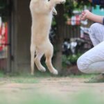 Is It Ever Too Late to Train a Bird Dog Image of a well-trained bird dog in action – Is it ever too late to train a bird dog?