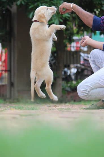 Is It Ever Too Late to Train a Bird Dog 1 Image of a well-trained bird dog in action – Is it ever too late to train a bird dog?