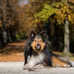 How to Train Your Dog to Heel While Walking Sitting dog on a leash next to owner while walking, demonstrating how to train your dog to heel