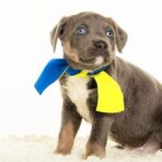 How to Train a Dog Out of Separation Anxiety Step-by-step guide on training a dog out of separation anxiety for a happier and more balanced life