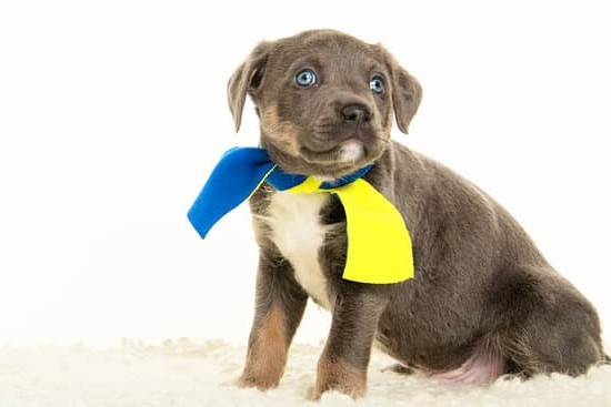 How to Train a Dog Out of Separation Anxiety 1 Step-by-step guide on training a dog out of separation anxiety for a happier and more balanced life