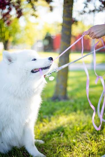 Step-by-step guide on training your staffy to become an effective guard dog