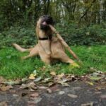 How Long to Train Agility Dog Estimating the Duration Required to Train an Agility Dog Professionally