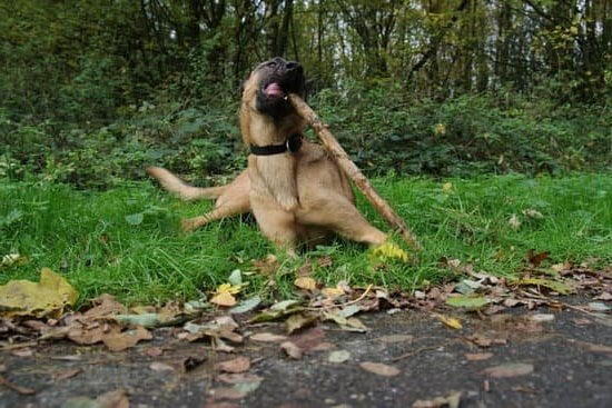 Estimating the Duration Required to Train an Agility Dog Professionally