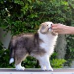 Step-by-step guide on how to train my dog to walk beside me