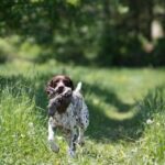 How to Train Multiple Dogs at Same Time How to effectively train multiple dogs simultaneously: expert tips and techniques