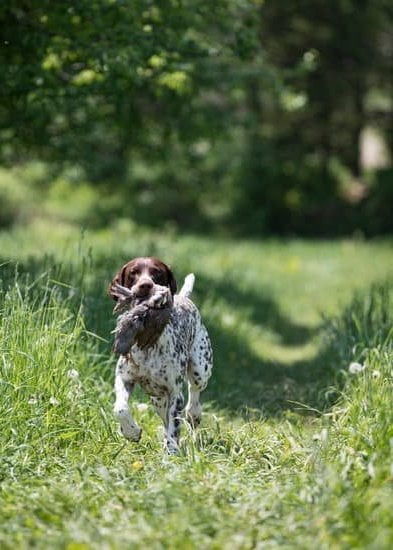 How to effectively train multiple dogs simultaneously: expert tips and techniques