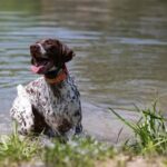 When Should Dogs Be Fully Potty Trained When should dogs be fully potty trained? - A timeline guide for achieving complete dog potty training success