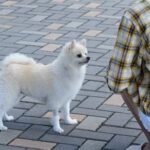 How to Train Your Dog to Act Around a Baby Step-by-step guide on how to train your dog to behave around a baby