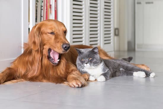 How Best to Potty Train a Dog 1 Step-by-step guide on how best to potty train a dog for quick and effective results