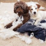 What Its Like Being a Dog Trainer Experience the life of a dog trainer - insights, challenges, and rewards