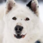 How Do You Train a Dog With a Shock Collar Effective Dog Training with a Shock Collar – Techniques to Train Your Canine Safely