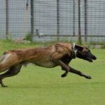 Sportdog Dog Trainer 105S Waterproof - Reliable and Effective Training Tool for Active Dogs